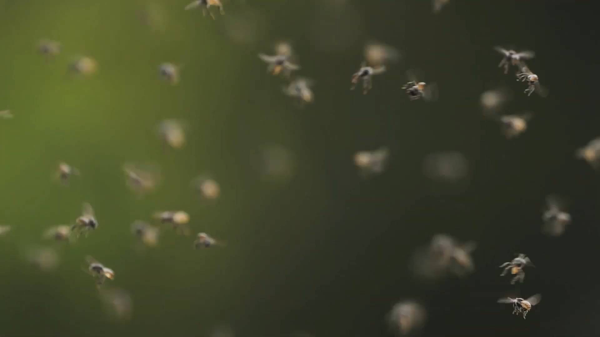 Stingless Bee Swarm