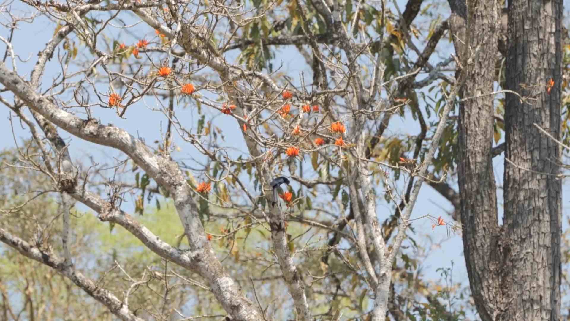 Ratchet tailed Drongo