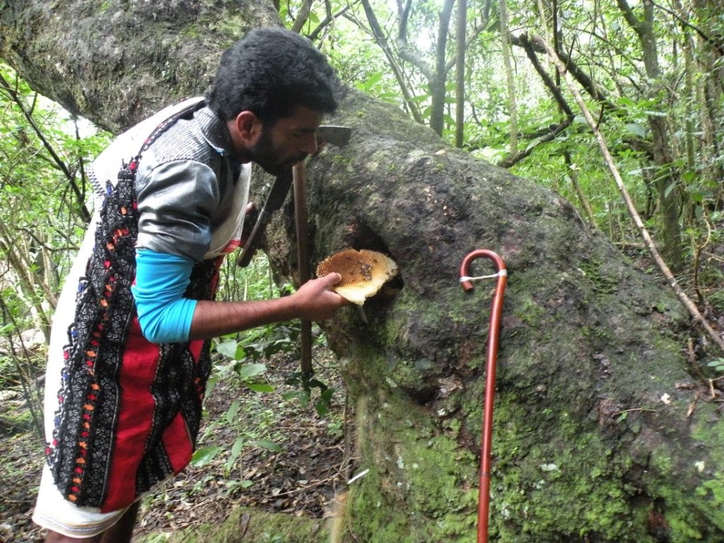 Toda man collecting honey from a hive in tree cavity