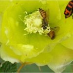 Pollinators - India
