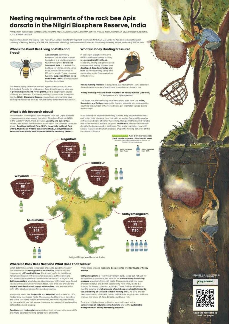 Apis dorsata Poster