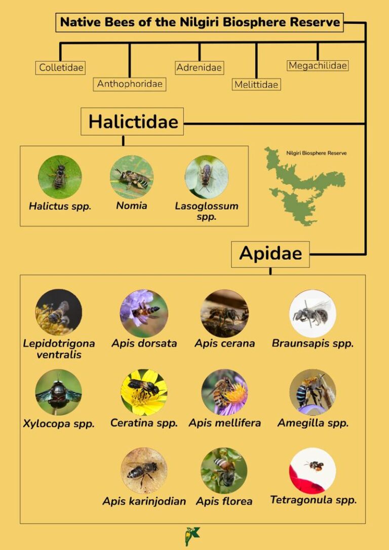 Native Bees of NBR Poster
