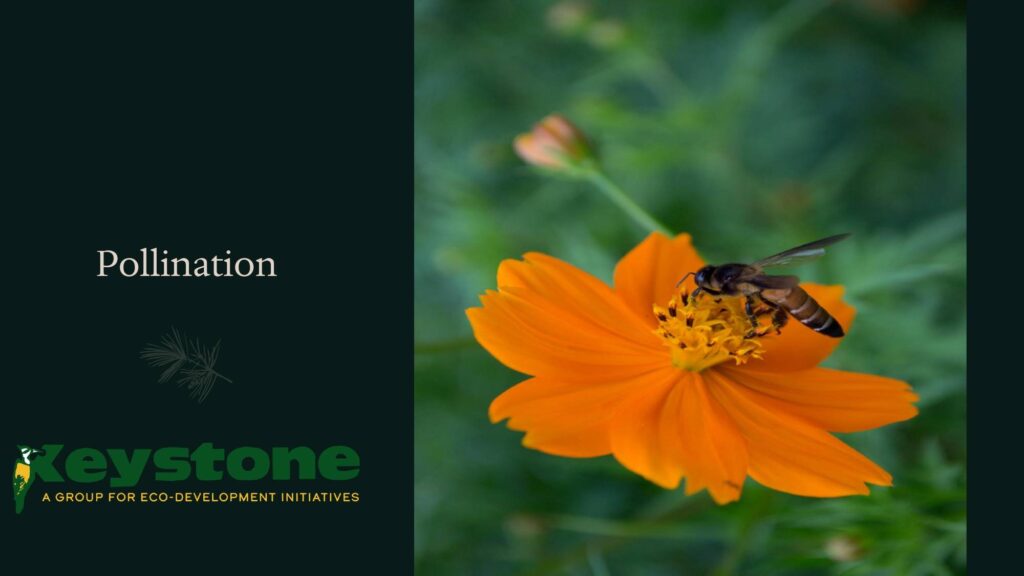 Pollination NBR Presentation
