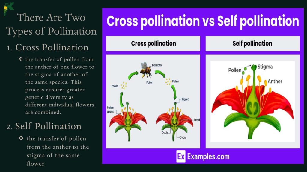 Pollination NBR Presentation