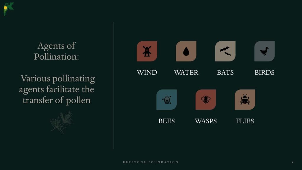 Pollination NBR Presentation