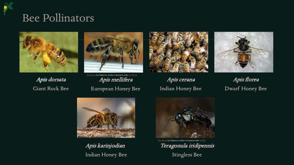 Pollination NBR Presentation