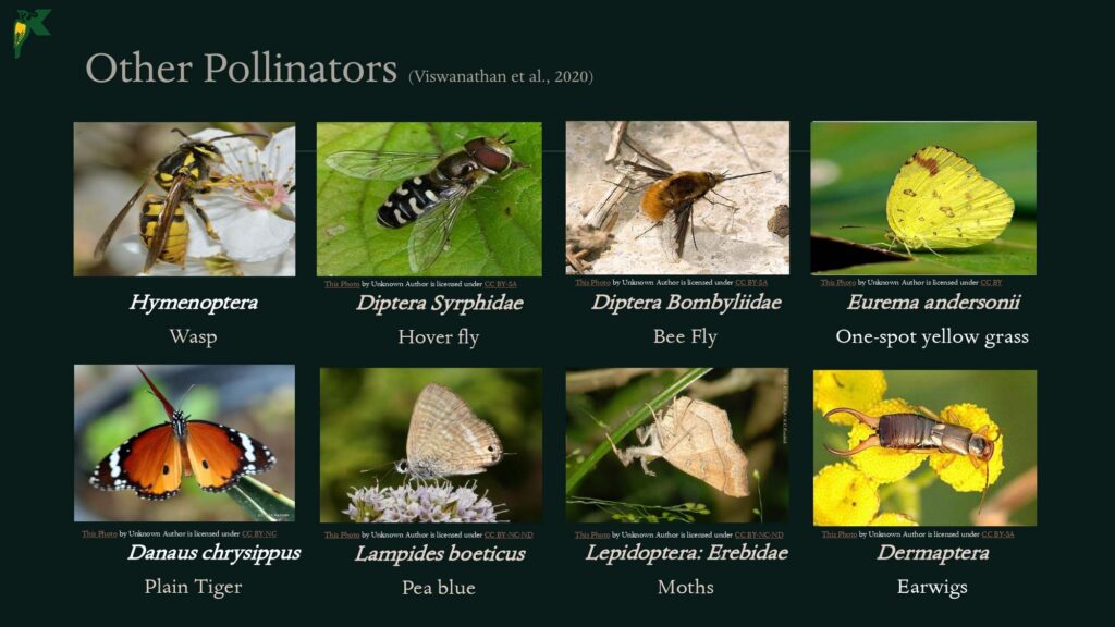 Pollination NBR Presentation
