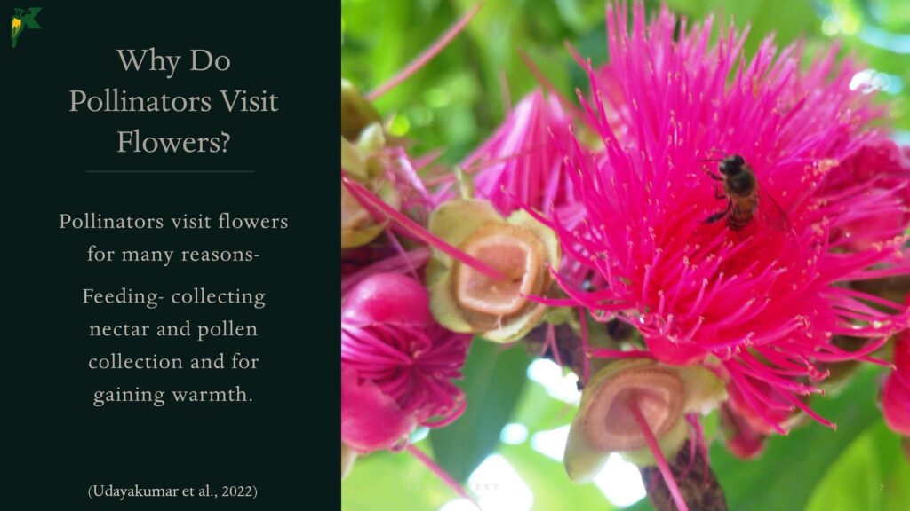 Pollination NBR Presentation