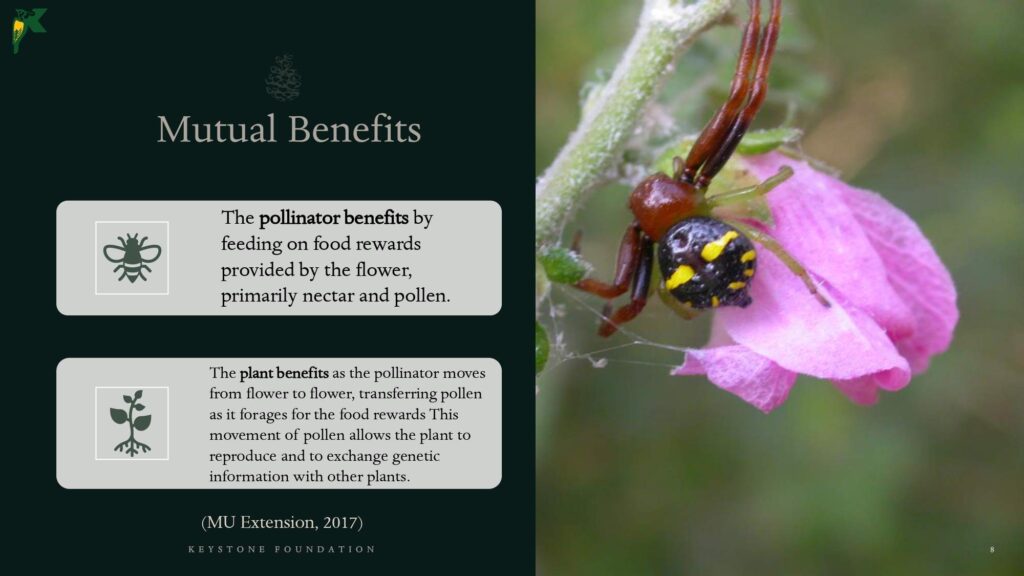 Pollination NBR Presentation