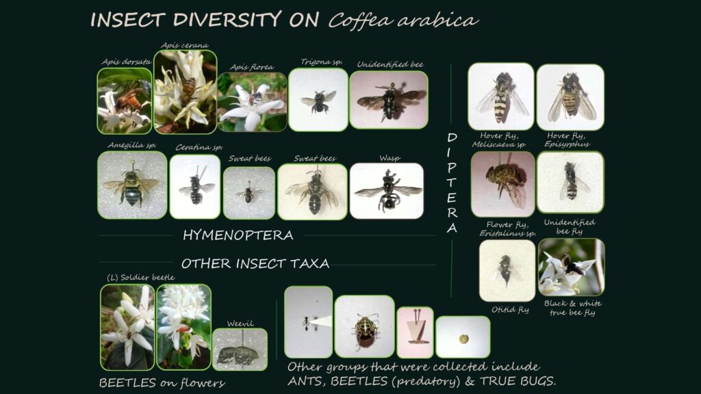 Pollination NBR Presentation