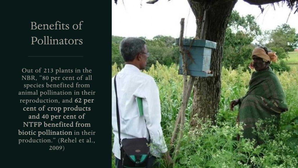 Pollination NBR Presentation