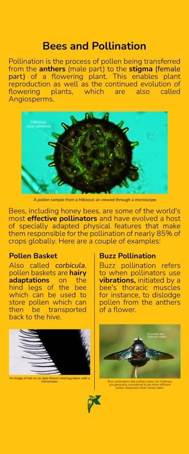 Bees and Pollination