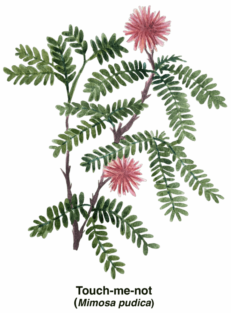 touch me not plant